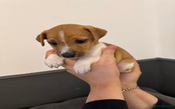 Jack Russell dogs for sale: Jack Russell pup - Image 7