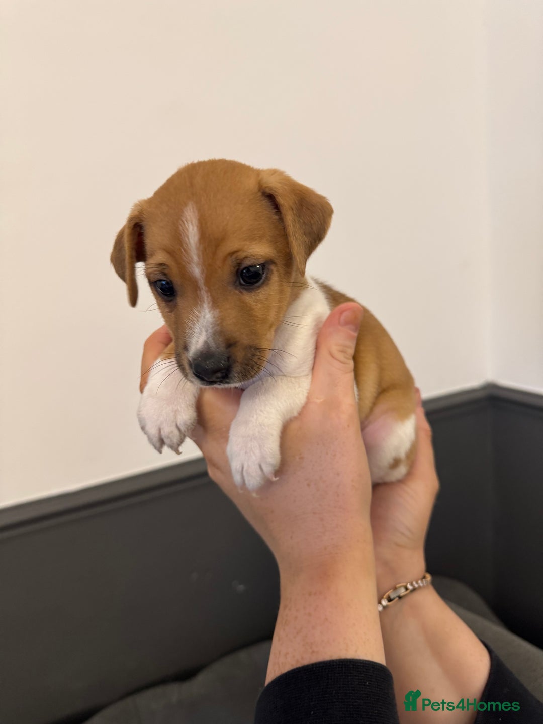Jack Russell dogs for sale: Jack Russell pup - Image 7