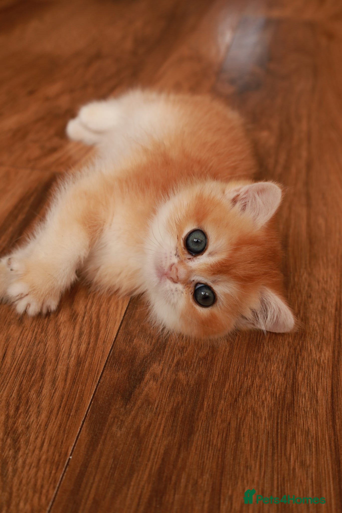 British Longhair cats BSH chocolate gold n12.girl. - Advert 1