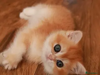 British Longhair cats BSH chocolate gold n12.girl. - Advert 1