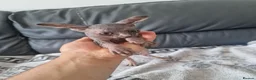 Sphynx cats for sale: Canadian Sphynx Kittens Looking for Loving Homes  - Advert 28