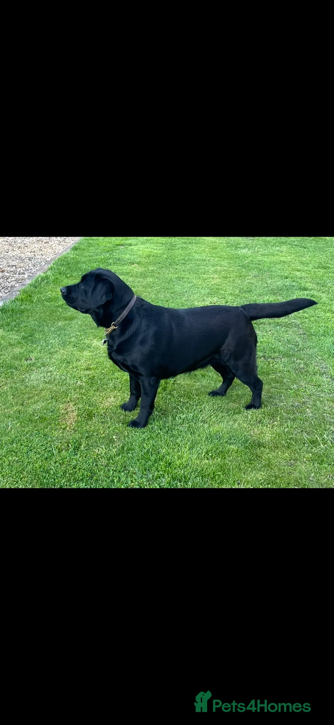 Labrador Retriever dogs for sale: Show Labrador puppies  in Sevenoaks - Advert 1