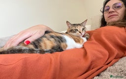 Mixed Breed cats for adoption: Bonded Sisters Lana and Reya 💕 - Image 12