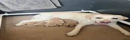 Labrador Retriever dogs for sale: KC Registered Yellow Labrador Puppies - Advert 9