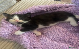 British Shorthair cats for sale: Cross half BRITISH shorthair kittens  - Advert 14