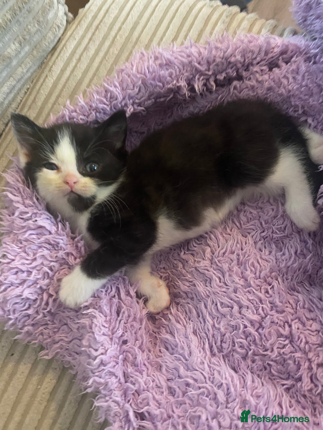 British Shorthair cats for sale: Cross half BRITISH shorthair kittens  - Advert 14