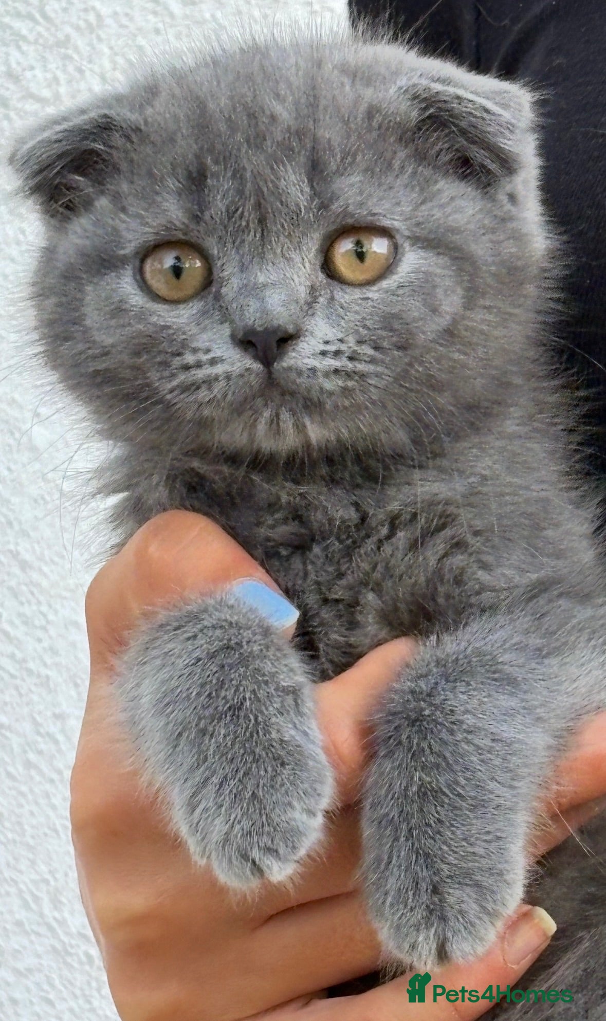 Scottish Fold cats Scottish fold X BSH - Advert 15