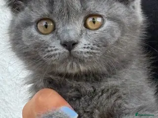 Scottish Fold cats Scottish fold X BSH - Advert 15