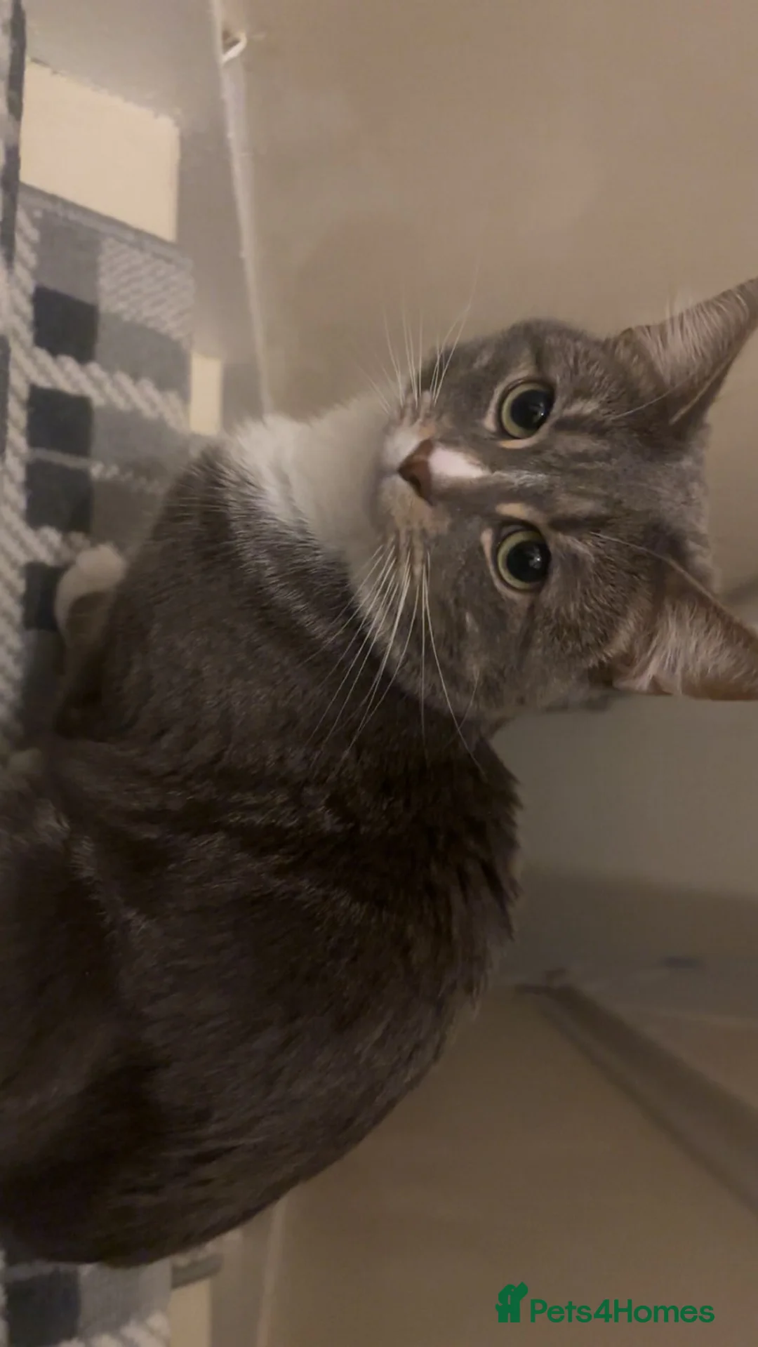 Mixed Breed cats for sale: Two male cats for rehome  - Advert 2