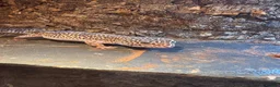 Leopard Gecko reptiles for sale: 2 female lepord geckos and complete set up  - Advert 4