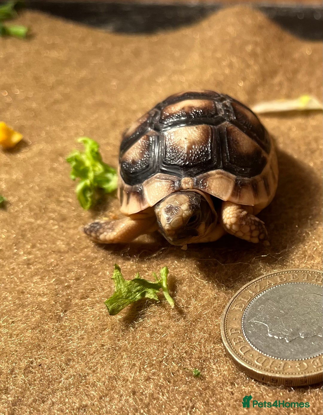 Tortoise reptiles for sale: Baby Tortoise 1 x Marginate.  - Advert 2