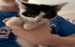 British Shorthair cats for sale: Kittens  - Image 4