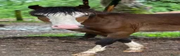 Welsh Section C horses for sale: Quality Welsh C Youngster  - Advert 2