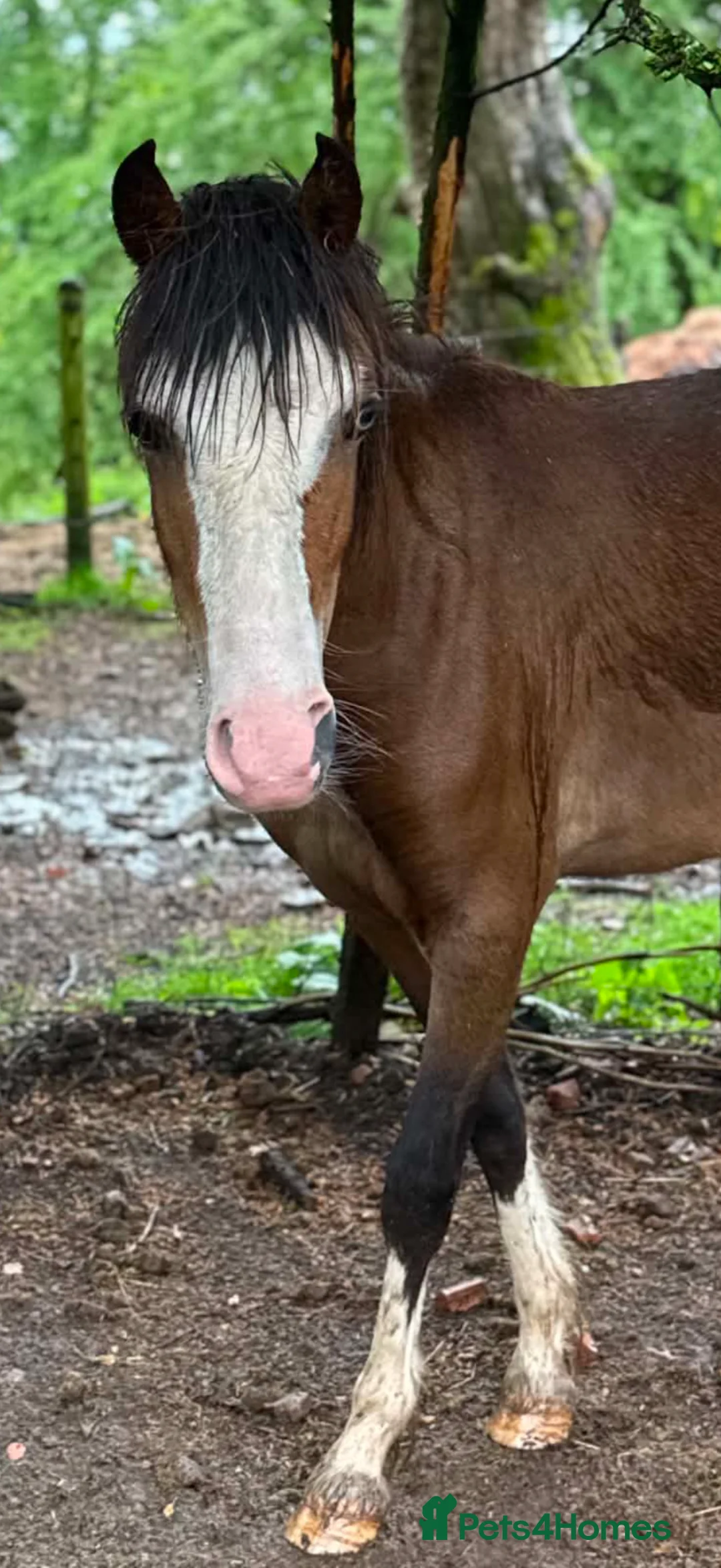 Welsh Section C horses for sale: Quality Welsh C Youngster  - Advert 2
