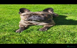 French Bulldog dogs for sale: Rehoming Hugo/ Frenchie - Image 4