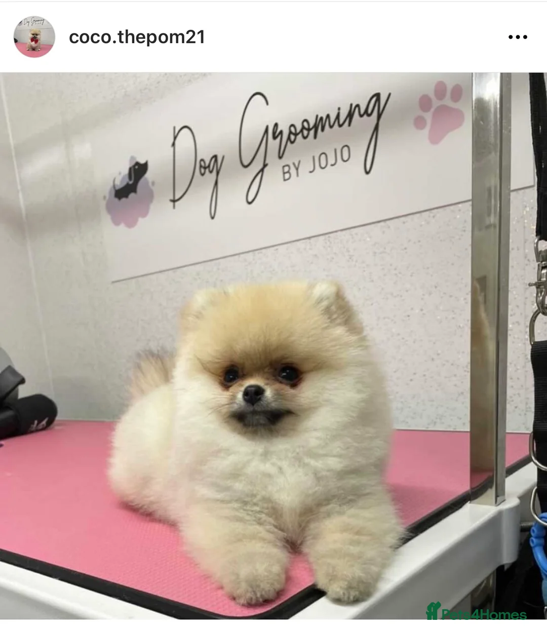 Pomeranian dogs for sale: STUNNING ADULT POM BITCH  - Advert 7