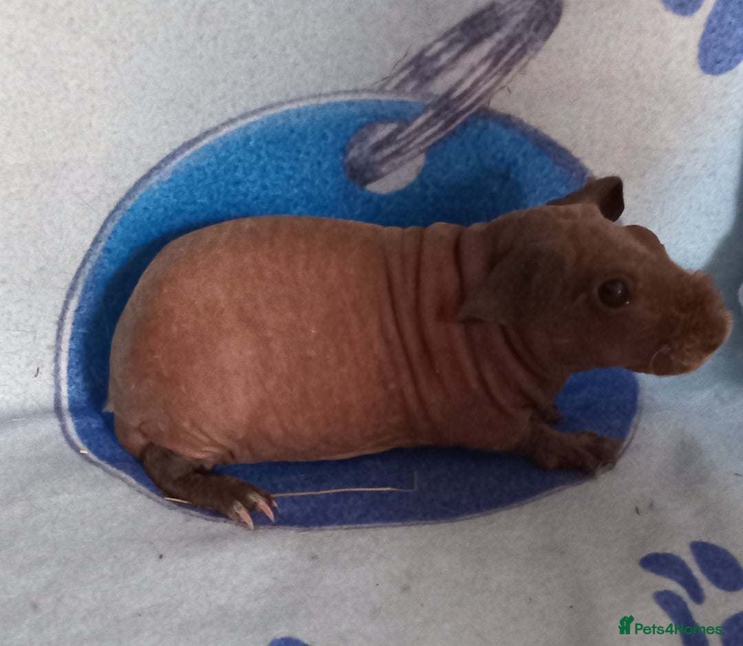 Guinea Pig rodents for sale: Skinnys Werewolfs & Lakelands Available Ready Now - Image 3