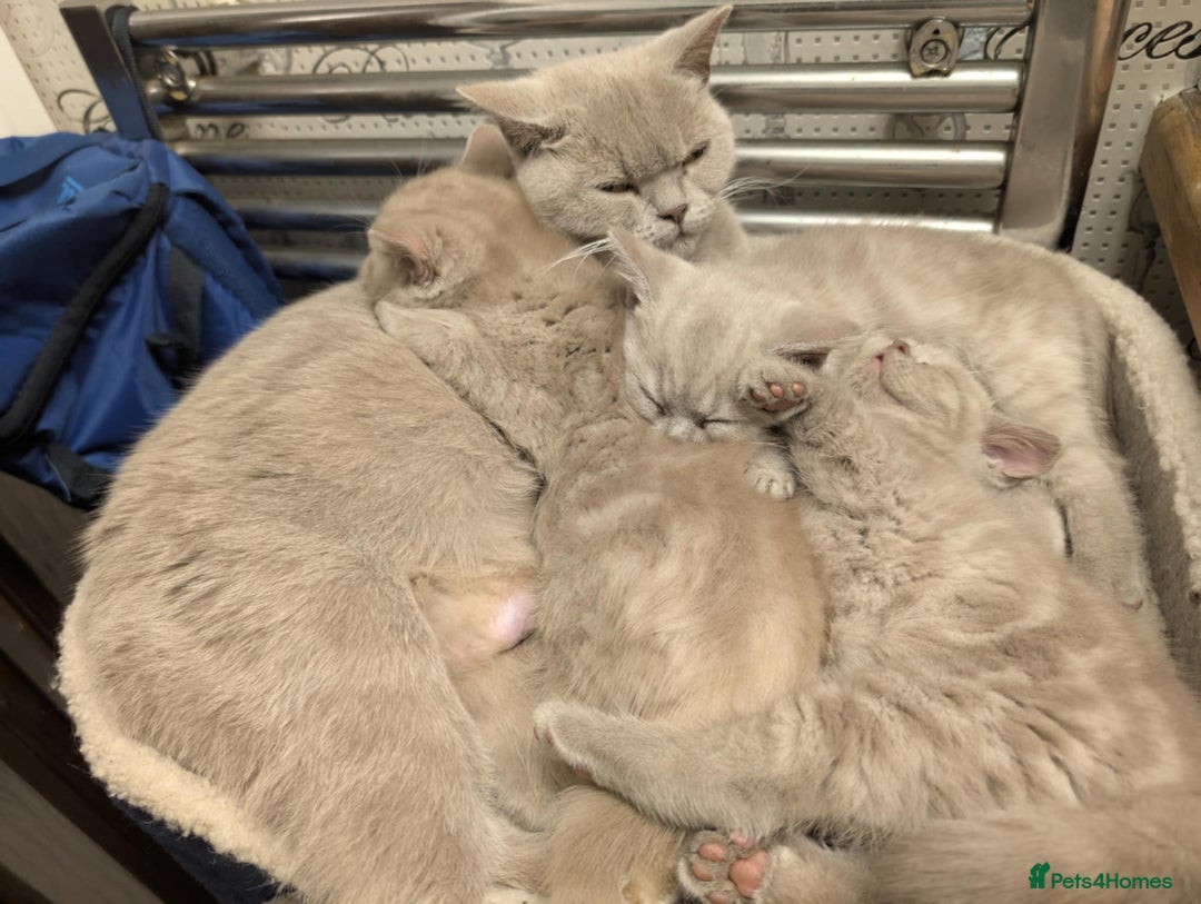 British Shorthair cats for sale: British shorthair  - Advert 3