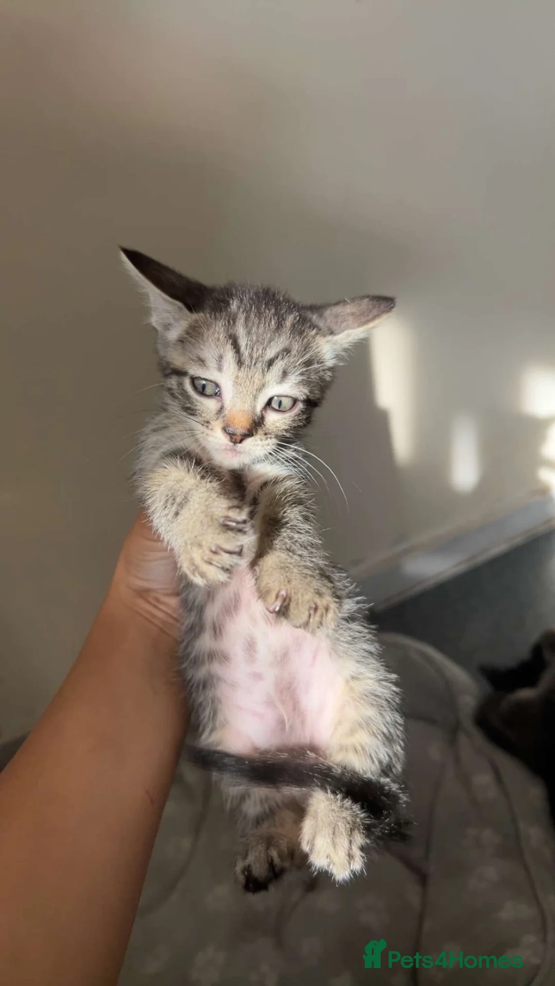 British Shorthair cats for sale: Tabby kittens  - Advert 2