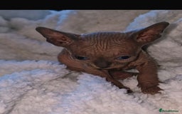 Sphynx cats for sale: Beautiful Canadian Sphynx kittens purebreed  - Image 2