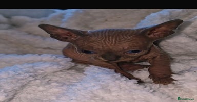 Sphynx cats - Advert 2