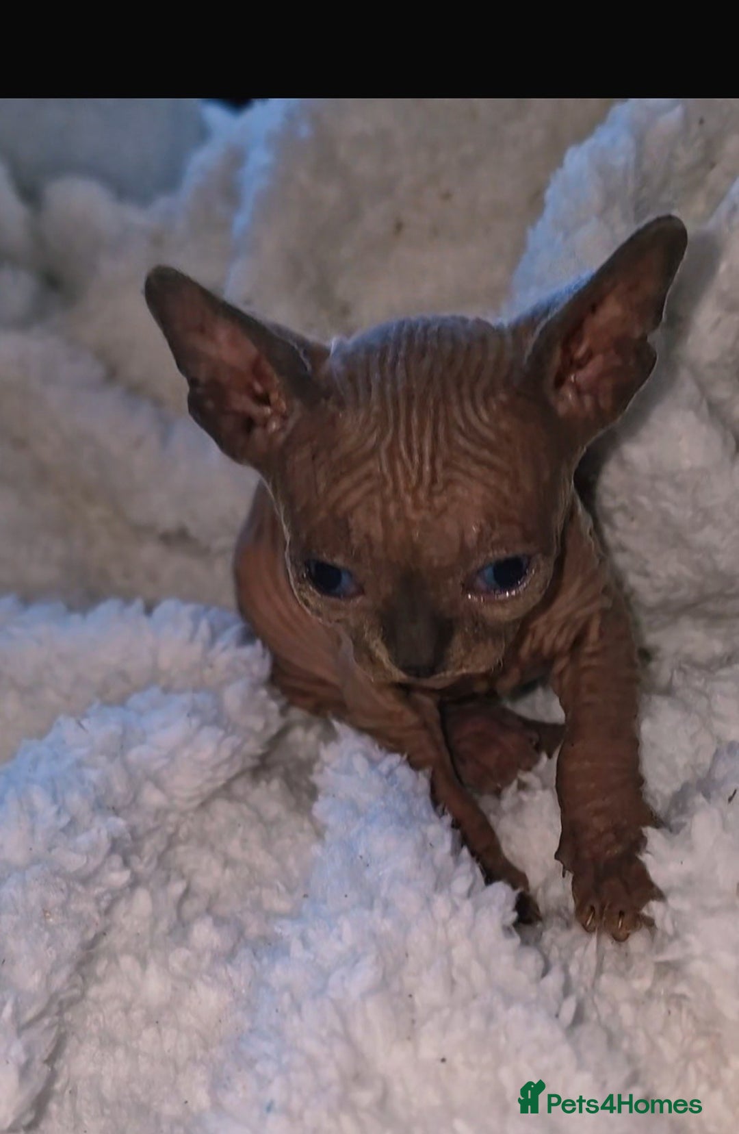 Sphynx cats for sale: Beautiful Canadian Sphynx kittens purebreed  - Image 2