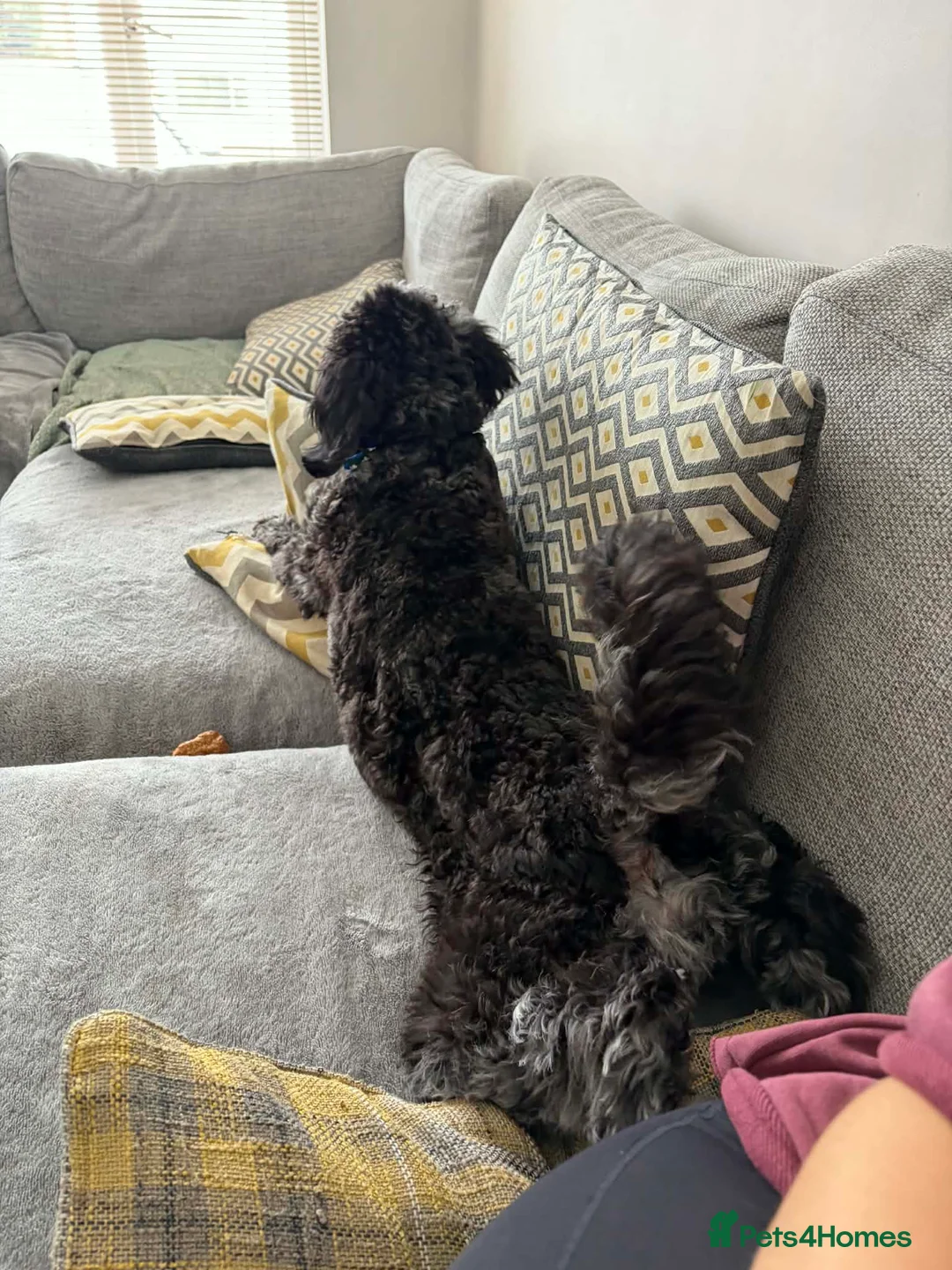 Mini Goldendoodle dogs for sale: Gorgeous Merle Mini doodle  - Advert 7