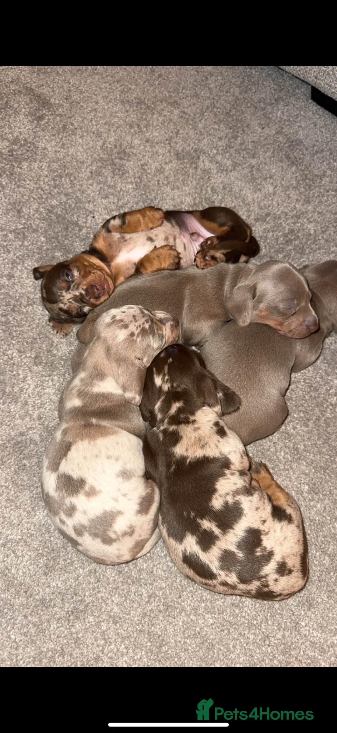 Miniature Dachshund dogs for sale: Miniature Dachshund - KC registered  - Advert 2