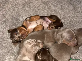 Miniature Dachshund dogs Miniature Dachshund - KC registered - Advert 15