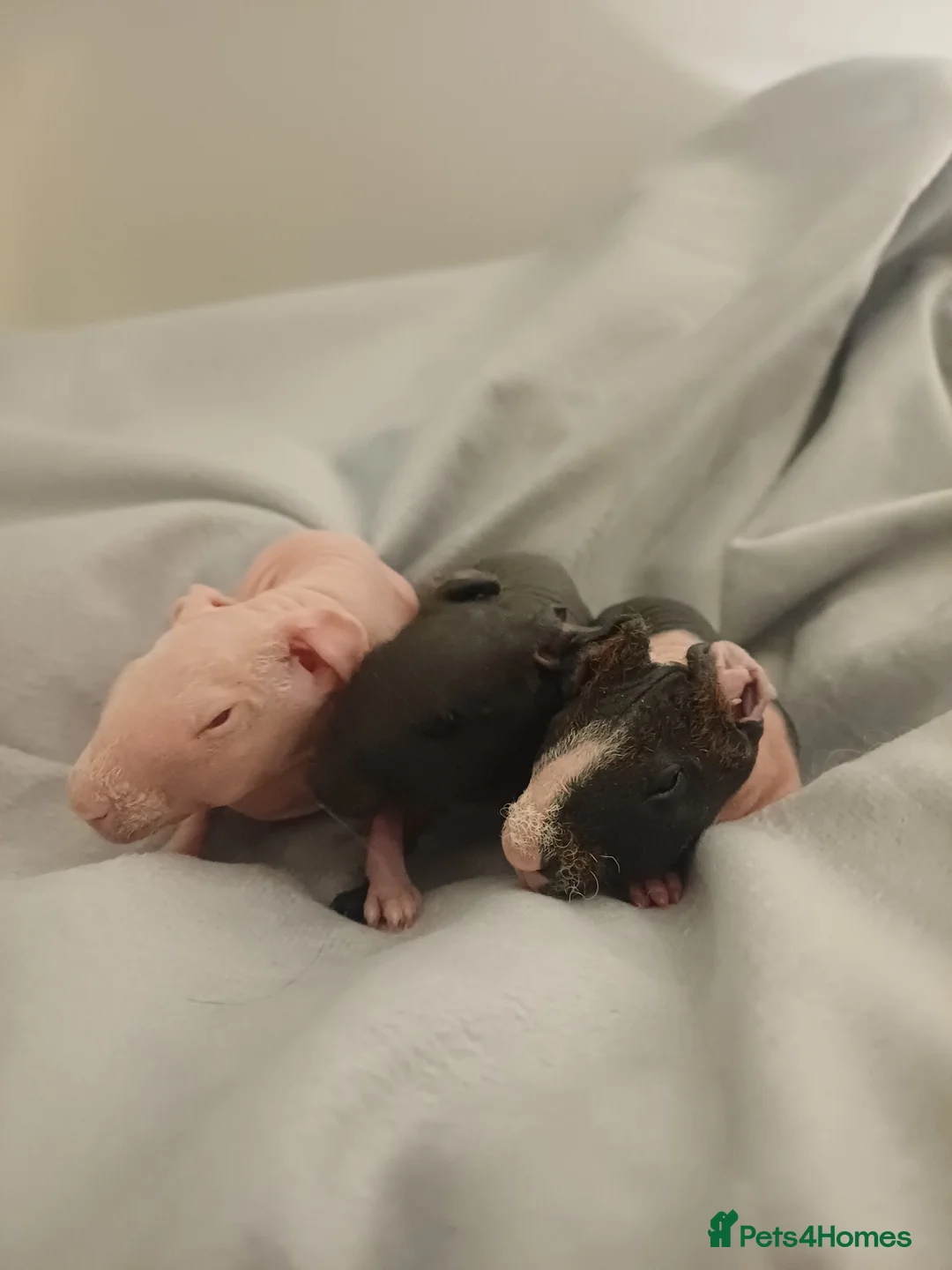 Guinea Pig rodents for sale: Skinny/wolfies? Swiss and teddys - Advert 10