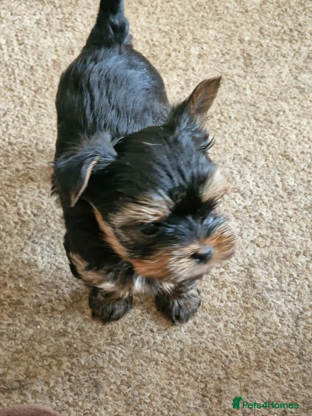 Yorkshire Terrier dogs for sale: Gorgeous Yorkshire Terrier Puppies Ready to go! 🐾 - Advert 37