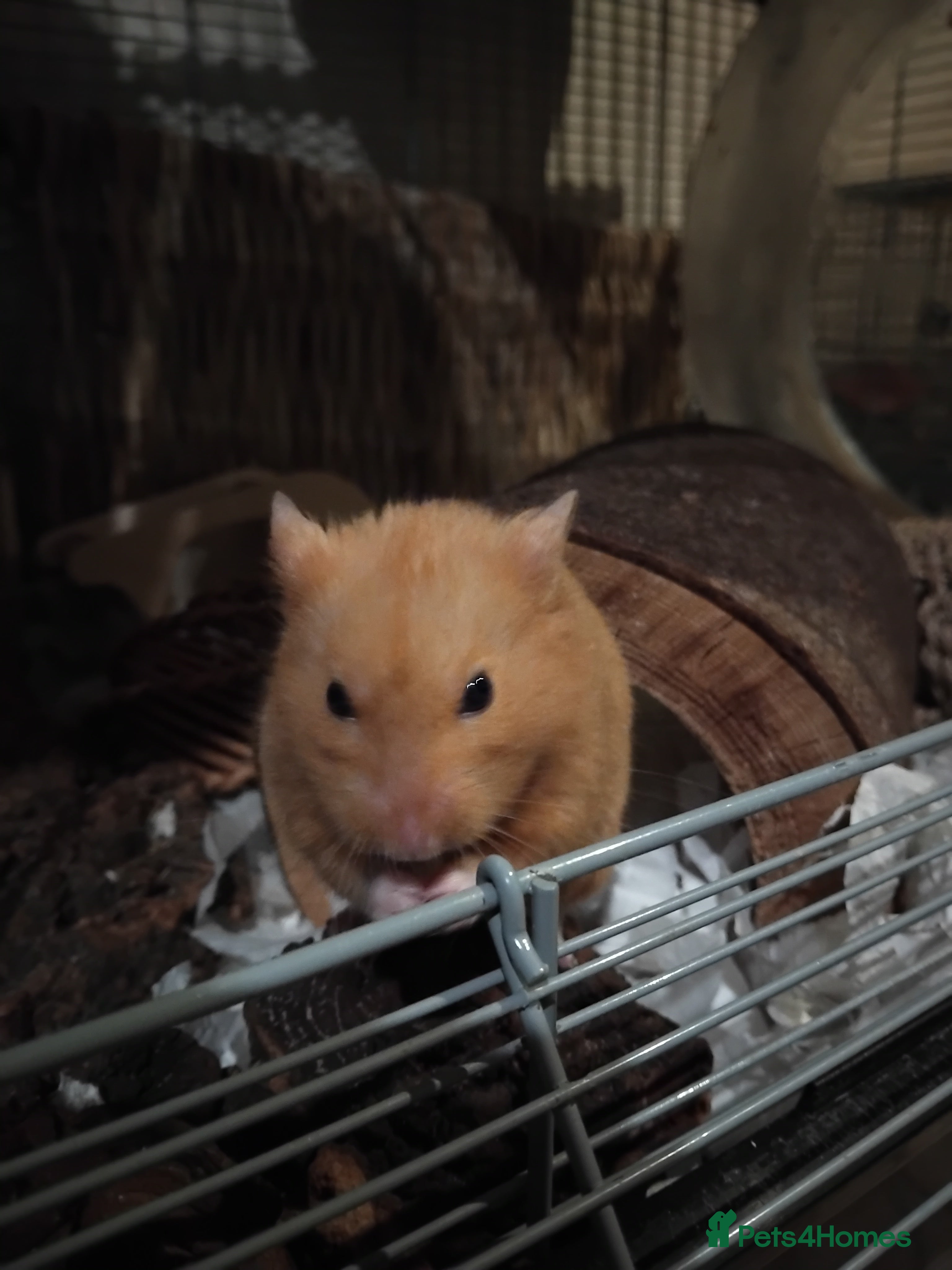 Hamster rodents 🐹Male Syrian hamster available for adoption 🐹  - Advert 2