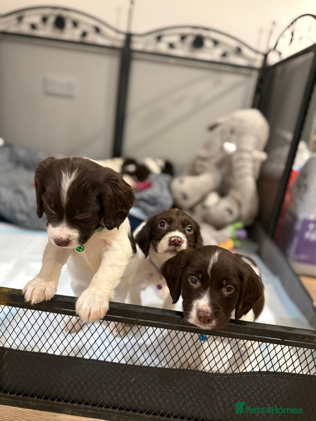 Cocker Spaniel dogs for sale: Cocker spaniel puppies ready for forever home - Advert 5