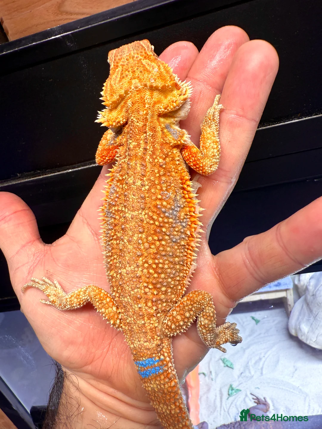 Bearded Dragon reptiles for sale: High Citrus, Tiger , Hypo, GS, Dunner, Trans  - Advert 2