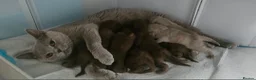 British Shorthair cats for sale: ✨Only 1 British Shorthair Left - Ready to go✨ - Advert 10