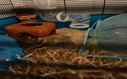 Hamster rodents for sale: Syrian Hamster - Image 4