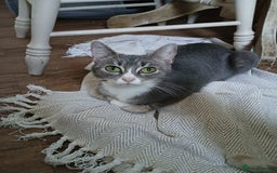 Bengal cats for sale: BLUE Bengal Cross Kittens - Advert 2