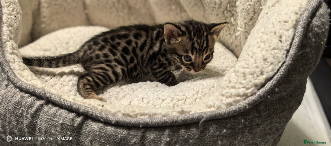 Bengal cats for sale: Bengal babies  - Advert 5