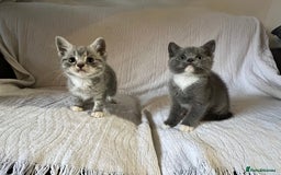 British Shorthair cats for sale: British shorthair kittens  - Image 20