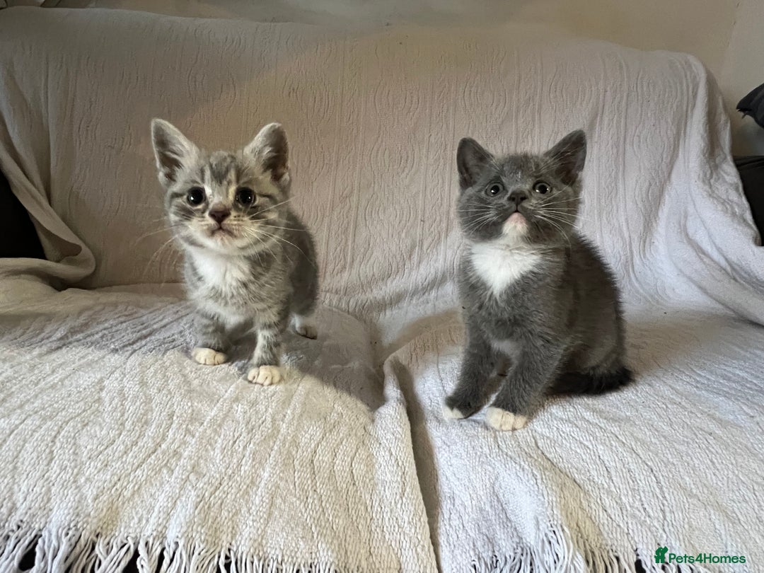 British Shorthair cats for sale: British shorthair kittens  - Image 20