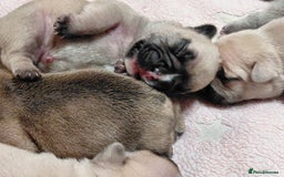 French Bulldog dogs for sale: French bulldog puppies - Image 16