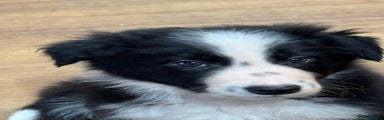 Border Collie Puppy 1