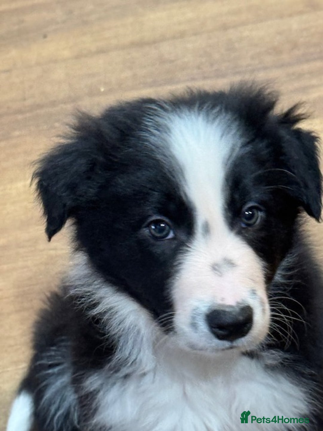 Border Collie dogs for sale: KC Registered Border Collie puppies - Advert 13
