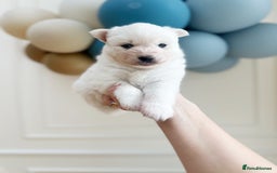 Pomsky dogs for sale: Blue-Eyed Pomskies Seeking Their Forever Homes 💫 - Image 11