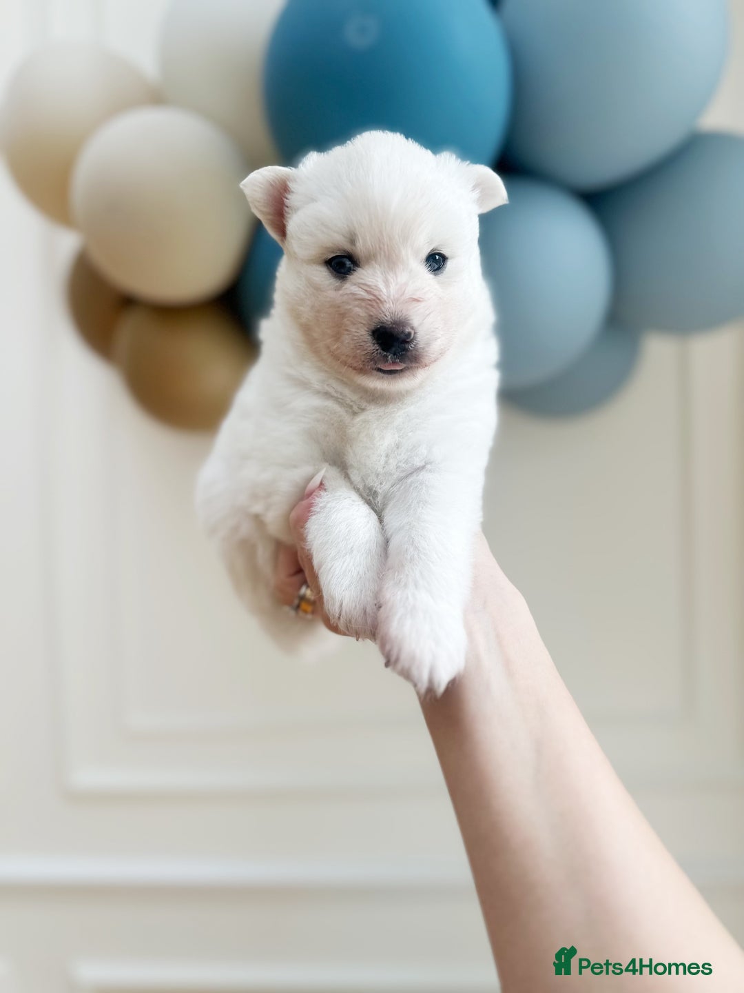 Pomsky dogs for sale: Blue-Eyed Pomskies Seeking Their Forever Homes 💫 - Image 11