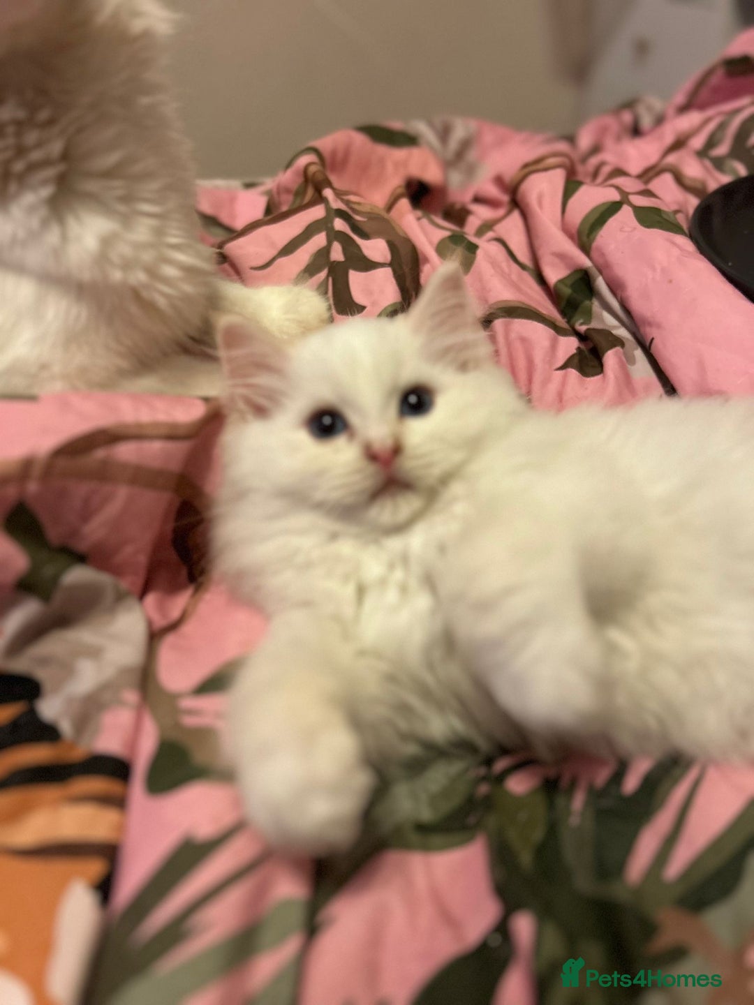 Ragdoll cats for sale: Stunning GCCF/TICA Purebred Reg Ragdoll Kittens - Advert 23