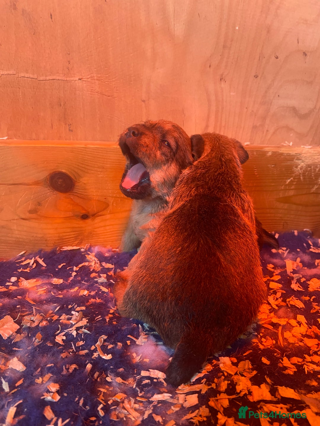 Lakeland Terrier dogs for sale: Red Working Type Lakeland Terrier Male For Sale - Advert 14