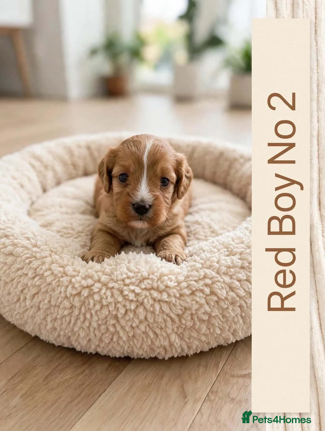Cavapoo dogs for sale: Cavapoo puppies  in Durham - Advert 7