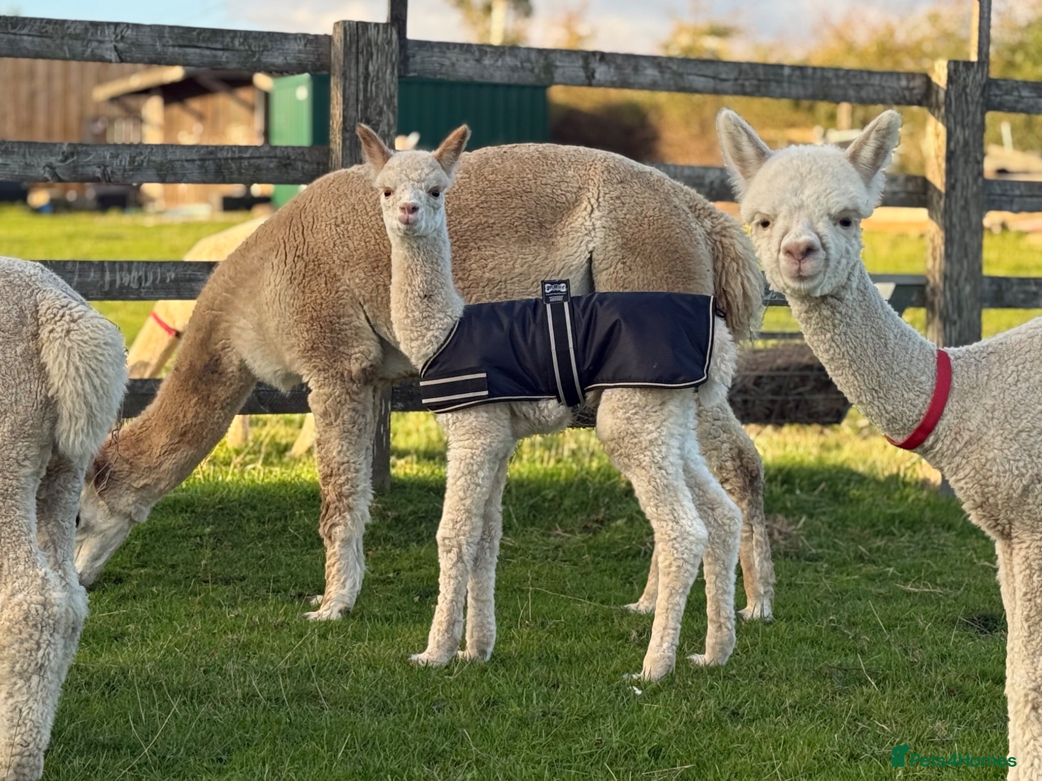 Alpaca livestock Alpacas | male and female herds available  - Advert 2