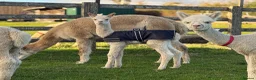 Alpaca livestock for sale: Alpacas | male and female herds available  in Ashbourne - Advert 1